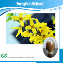 Extrato de alta qualidade Forsythia Suspensa